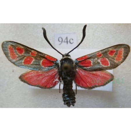 Zygaena carniolica (Scopoli, 1763) Kraśnik rzęsinowiec Poland94c